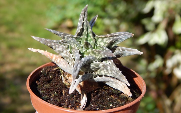 Aloe descoingsii sukulenty samek