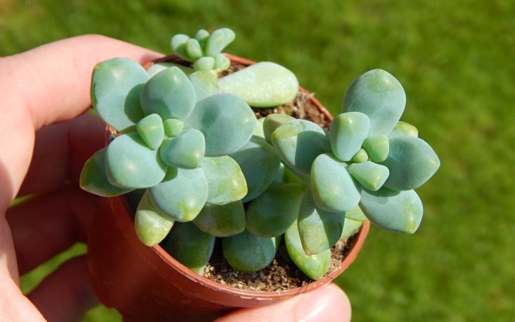 Sedum treleasei