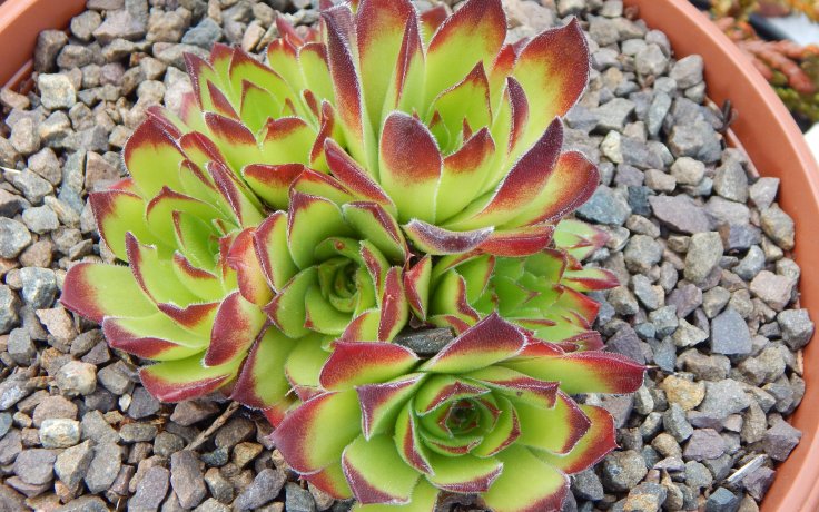 Jovibarba heuffelii Henry Correvon - succulents