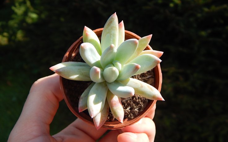 Echeveria hookeri Snow (succulent)