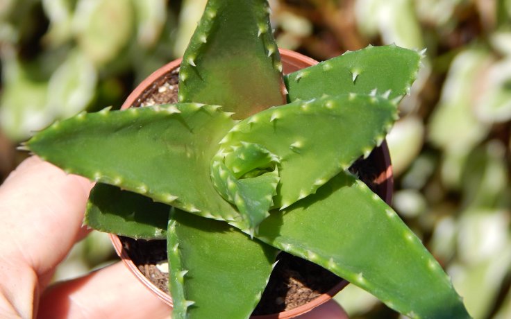 Aloe perfoliata