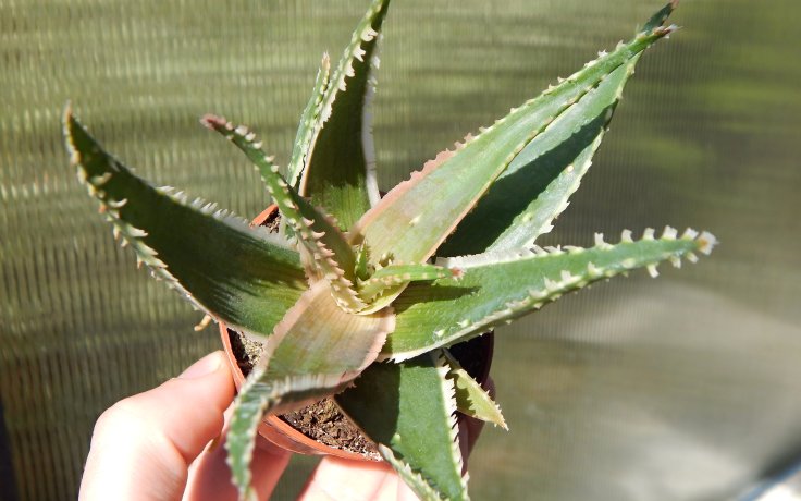 Aloe Confused - sukkulenten