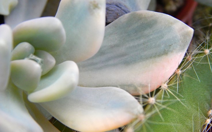 Pachyveria Pachyphytoides variegata Vzácná pokojovka