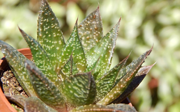 Aloe Flow nenáročný sukulent
