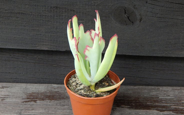 Cotyledon orbiculata Takbok (Atraktivní pokojovka)