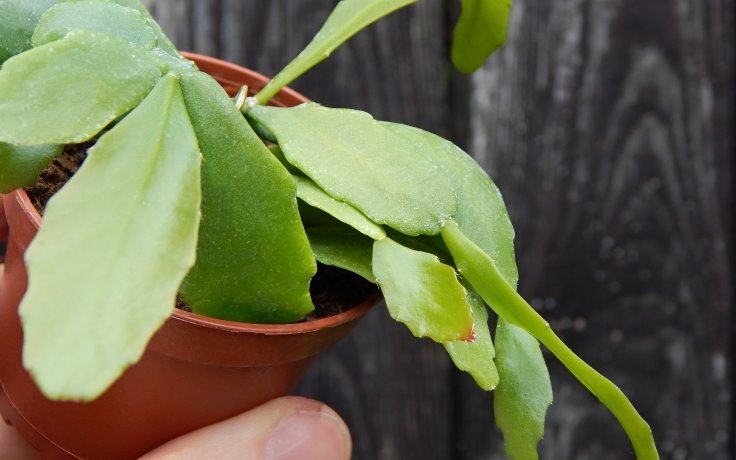 Rhipsalis crispata - overhanding cactus
