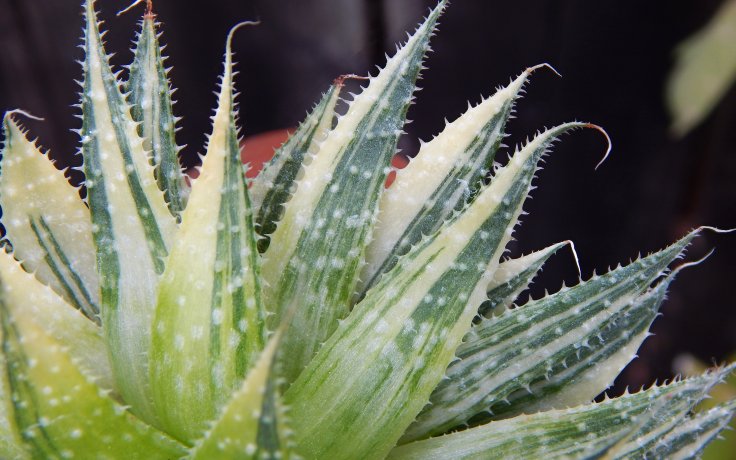 Aloe aristata variegata kaktusy a sukulenty