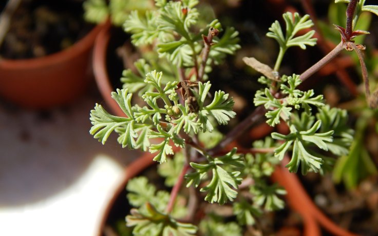 Pelargonium abrotanifolium - sukulentní muškat