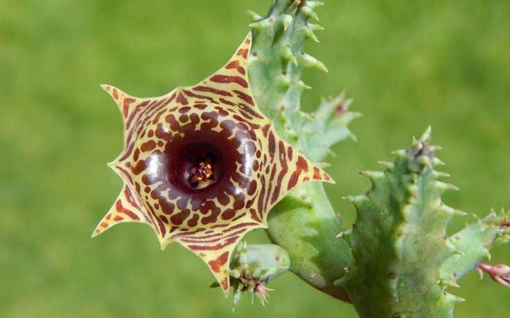 Huernia zebrina smrdutka