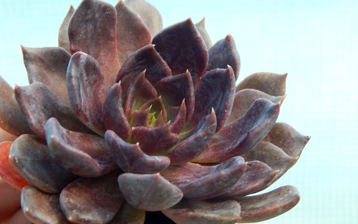 Echeveria Black Prince tmavý sukulent