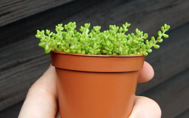 Sedum album var. micranthum - mrazuvzdorný