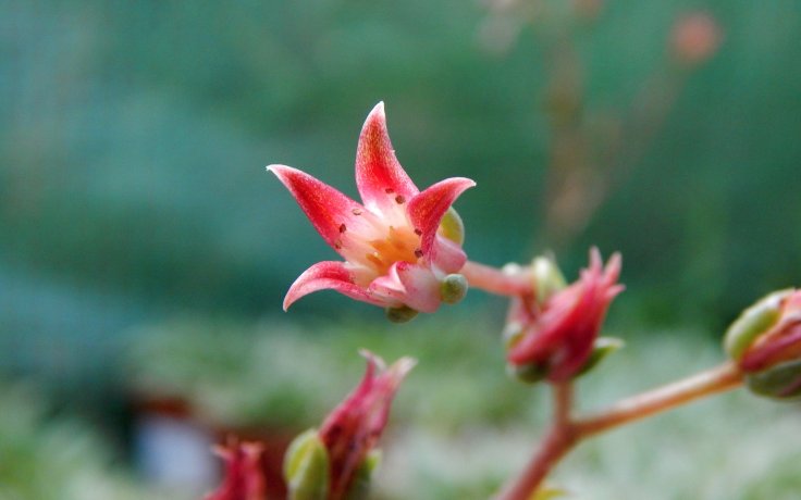 Graptopetalum filiferum
