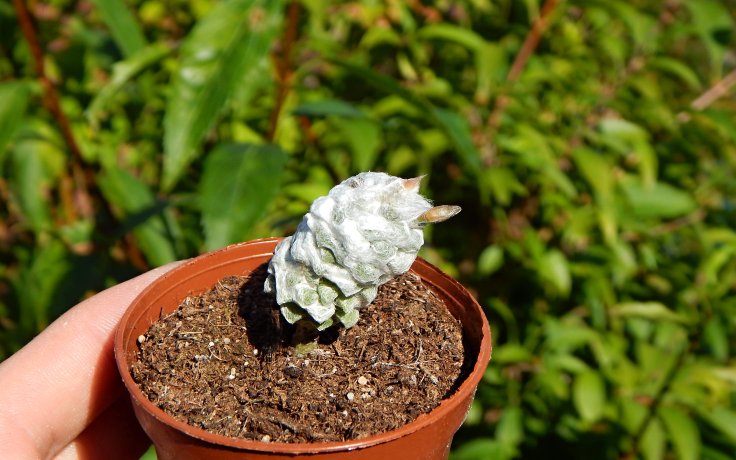 Anacampseros lanigera - vzácný sukulent