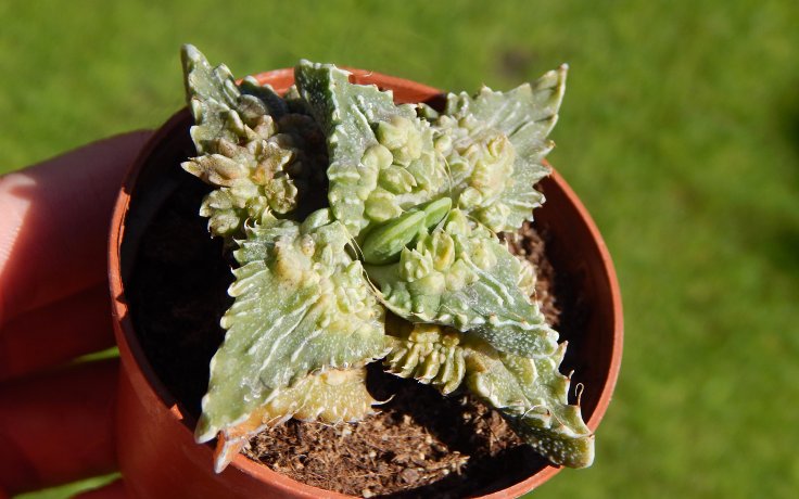 Faucaria tuberculosa Aranami - sukulenty a kaktusy