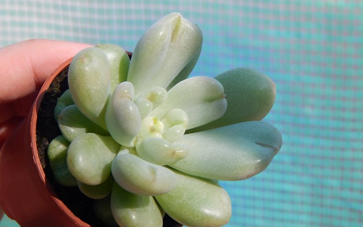 Echeveria Bill Gates kultivar