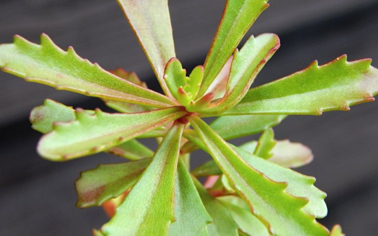 Sedum kamtschaticus var. floriferum