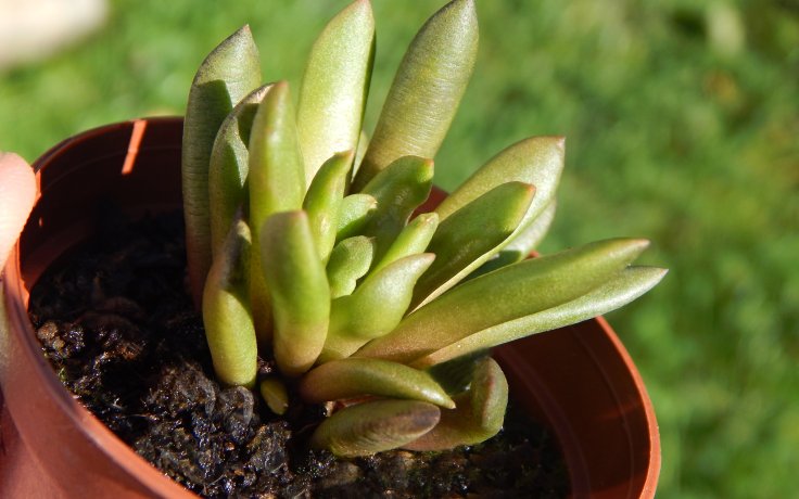 Anacampseros marlothii - hnědá pokojovka