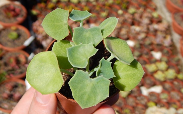 Senecio tropaeolifolius starček