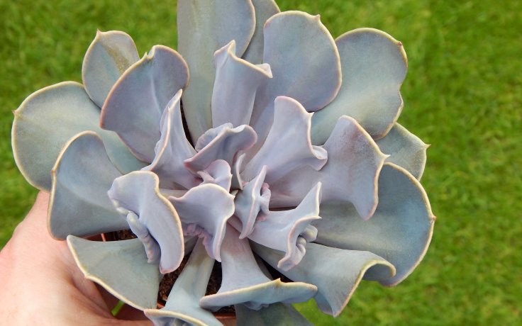Echeveria Trompette -fialová pokojovka