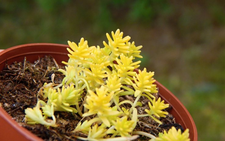 Sedum japonicum Tokyo Sun - succulents