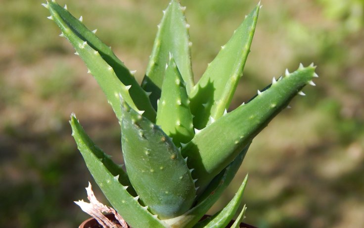 Aloe perfoliata