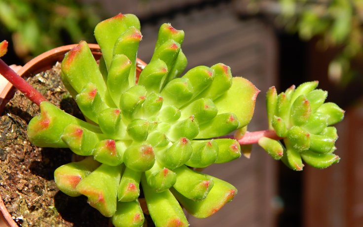 Sedeveria Red Lantern kříženec