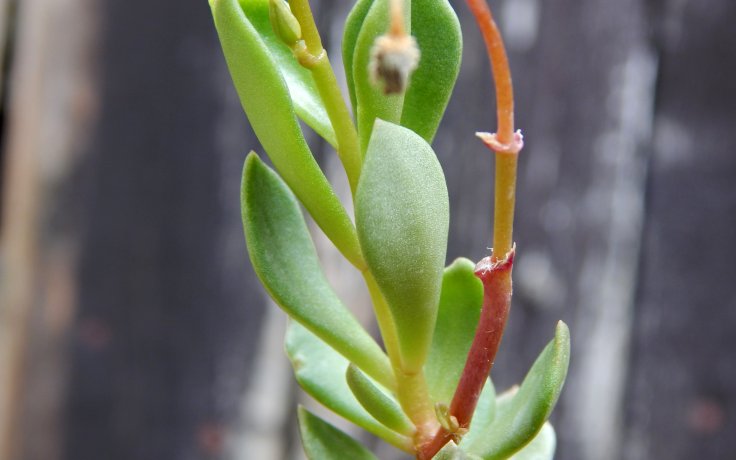 Grahamia coahuilensis