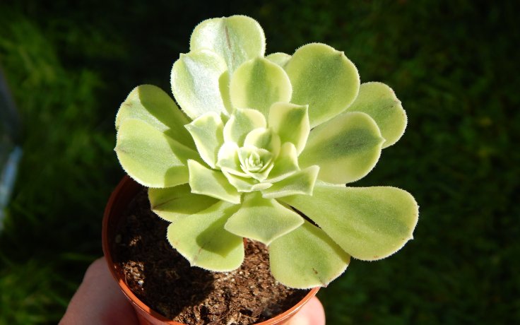 Aeonium Green Bean - houseplant