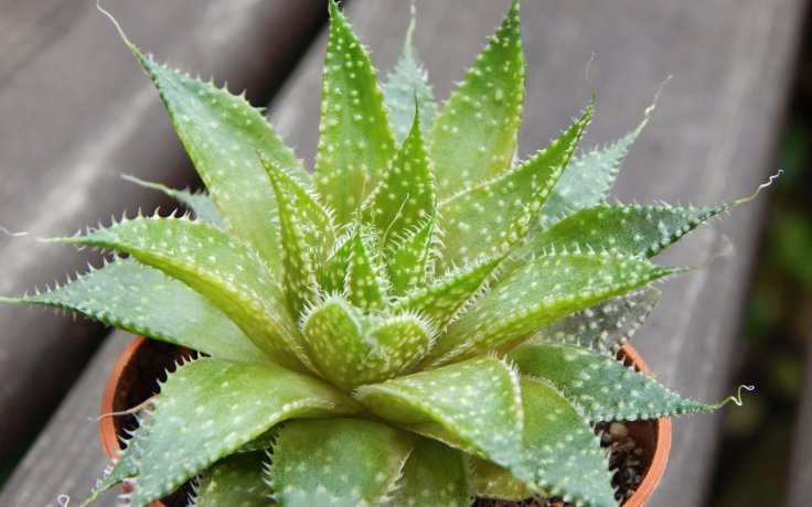 Aloe aristata (Aristaloe)