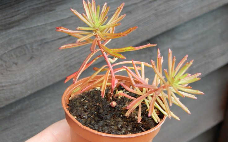 Sedum middendorfianus var. striatus - rozchodník