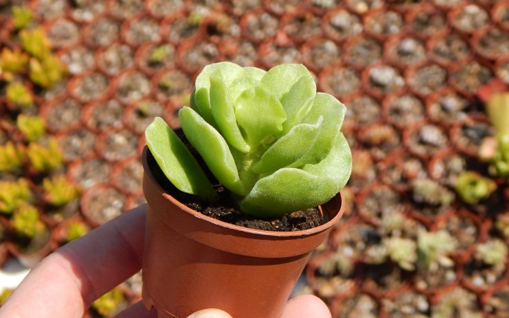 Adromischus cristatus var. zeyheri sukulenty a kaktusy