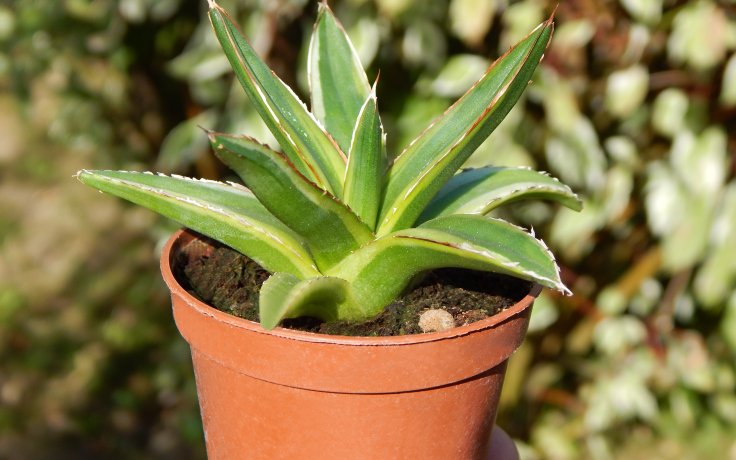 Agave victoriae-reginae Golden Princess