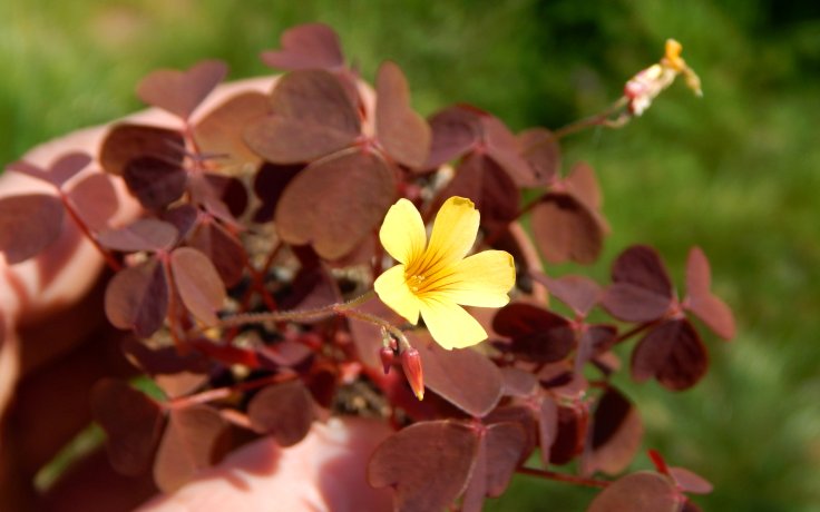 Oxalis vulcanicola sukuelnty samek