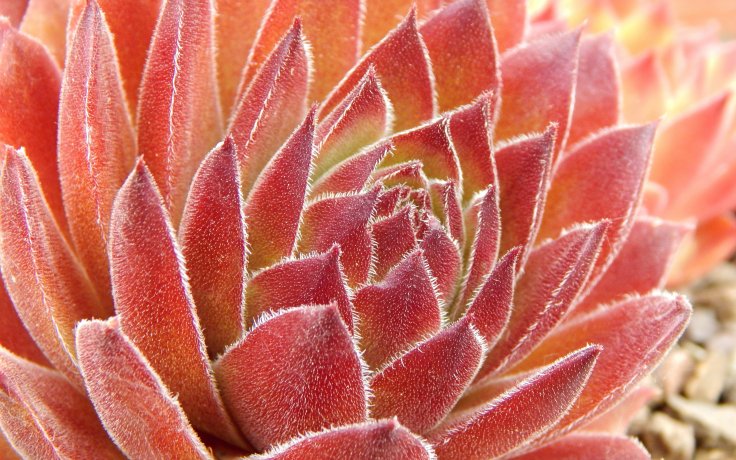 Sempervivum Ronny - hens and chicks