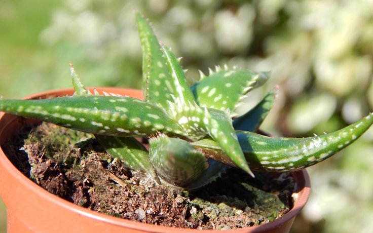 Aloe jucunda - small succulent
