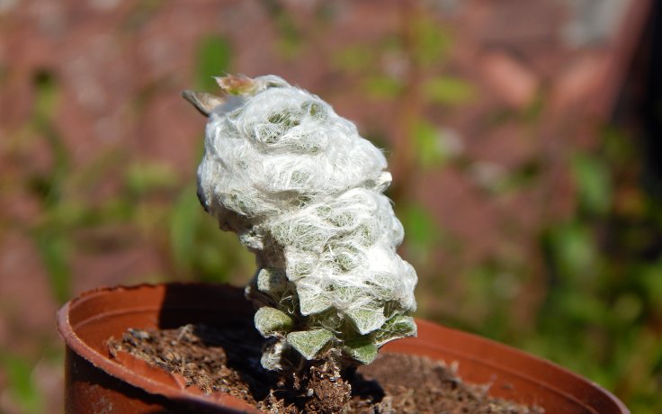 Anacampseros lanigera