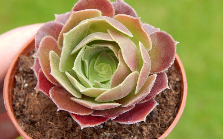 Aeonium Blushing Beauty hnědý sukulent