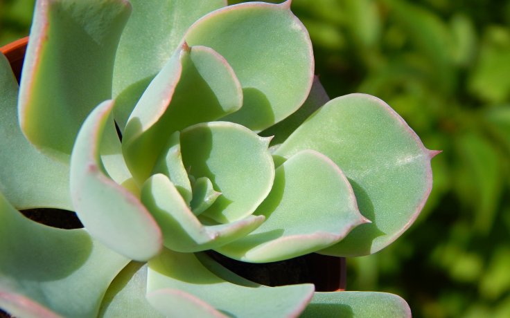 Echeveria Raindrops - dužnatka