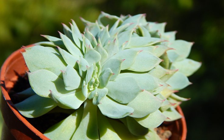 Echeveria Western Blue cristata