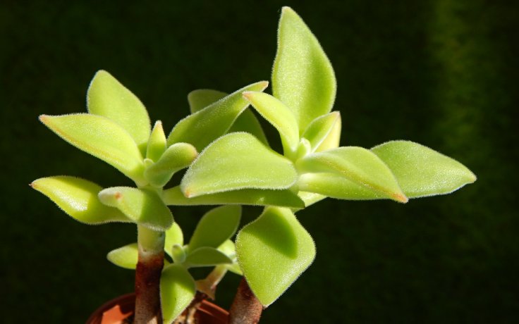 Echeveria harmsii