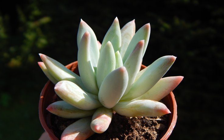 Echeveria hookeri Snow