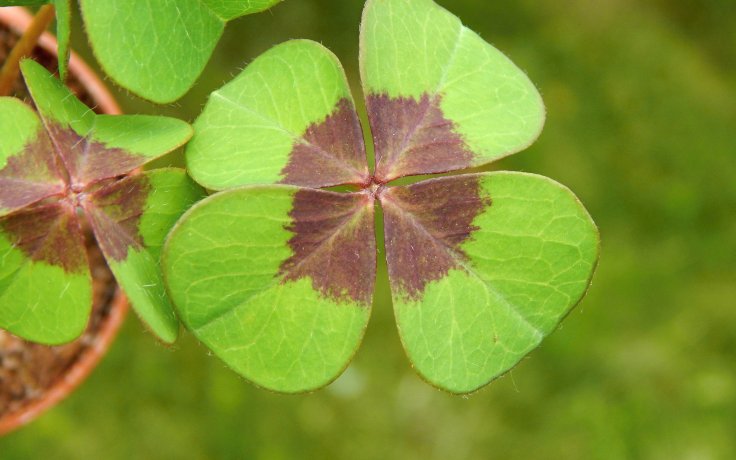 Oxalis deppei šťavěl