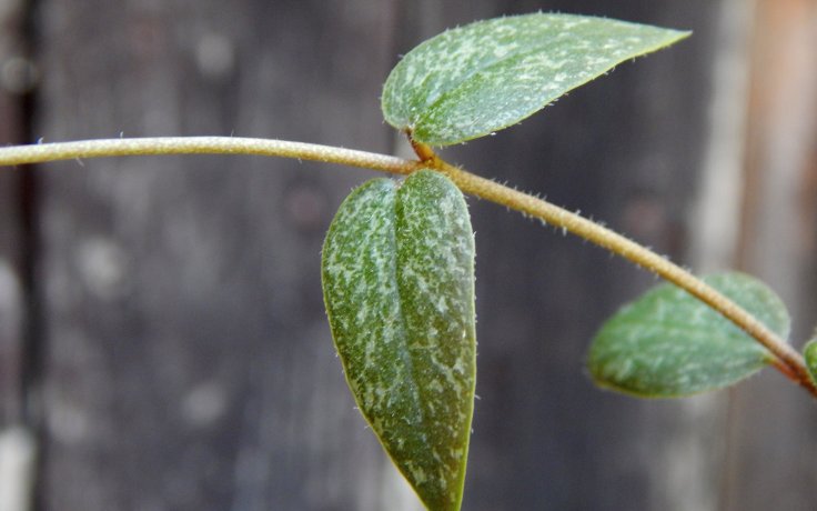 Ceropegia barklyi - sukulent převislý