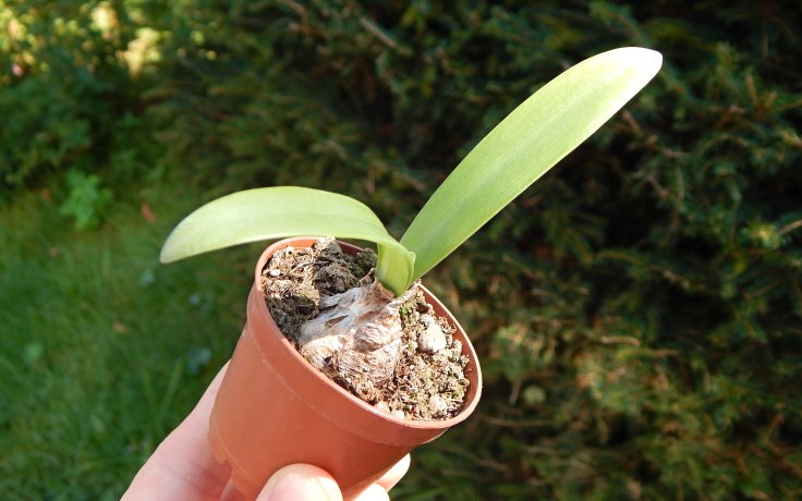 Albuca caudatum sukulent na prodej
