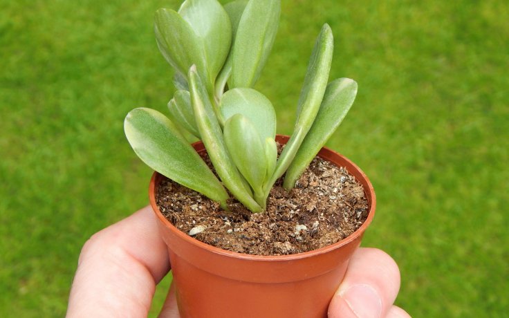 Senecio jacobsenii variegata - sukulenty