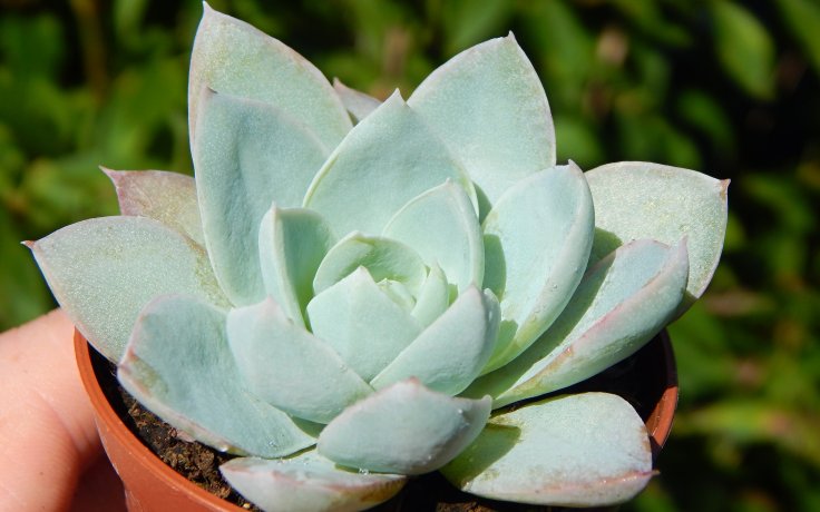 Sedum suaveolens - sukulenty a kaktusy