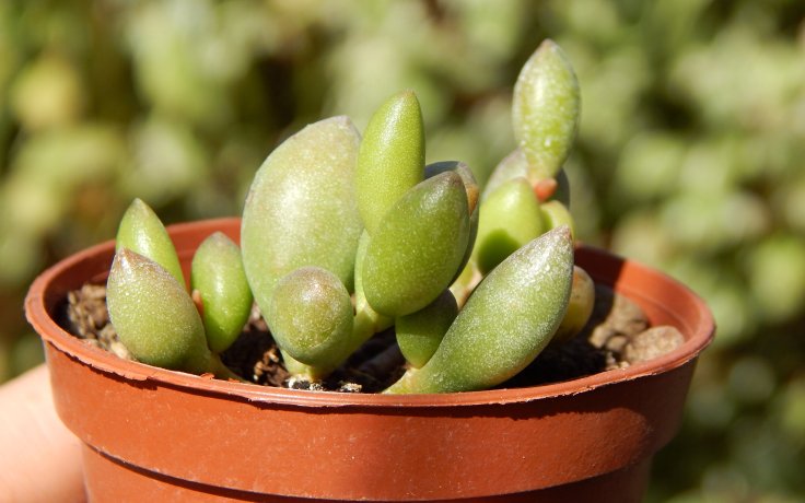 Adromischus filicaulis subsp. marlothii - sukulenty