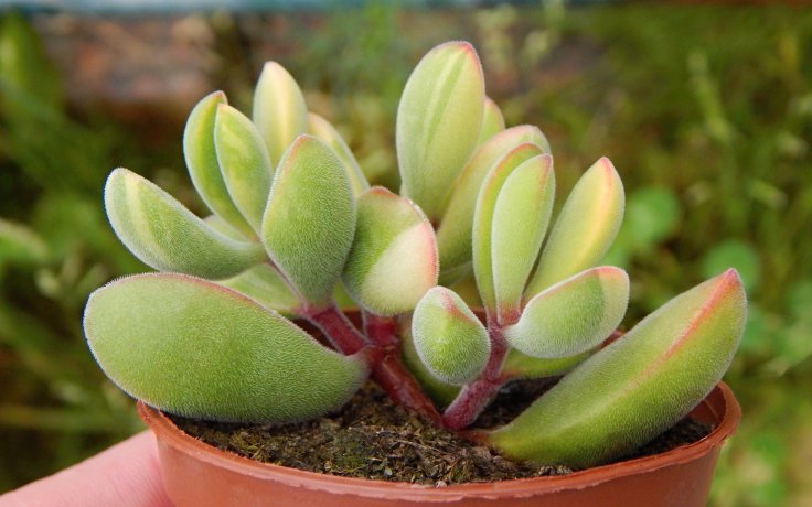 Crassula rogersii variegata