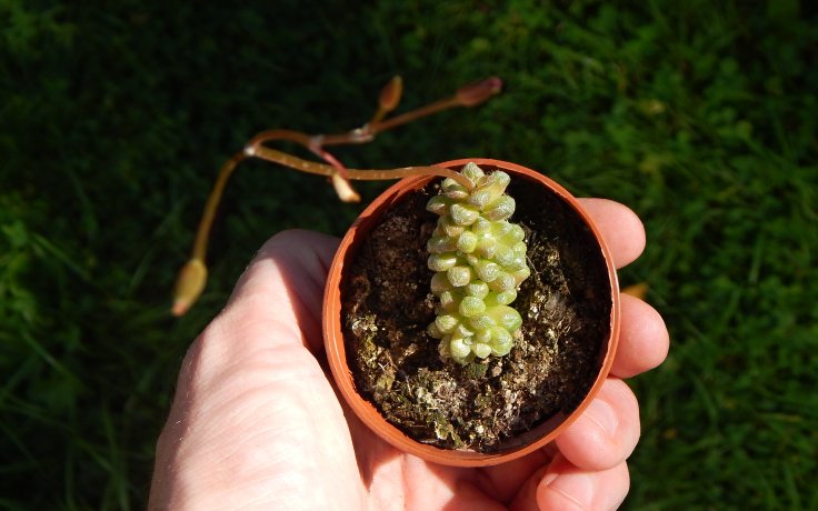 Anacampseros filamentosa subsp. tomentosa květ