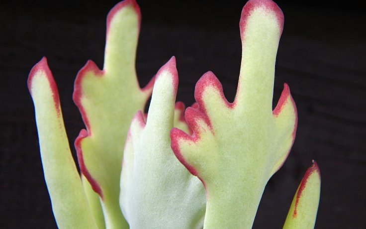 Cotyledon orbiculata Takbok